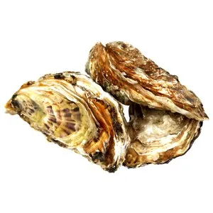 Ostra rugosa Bretaña 12 uds.