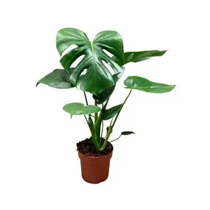 Monstera deliciosa maceta 17 altura 70 cm. VIVEROS.