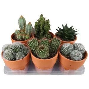 Centro de cerámica cactus crasas, maceta de 13 cm, OZ PLANTEN Interior y Exterior.