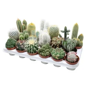 Surtido de cactus y crasas en maceta de 8,5 centímetros, VIVEROS.