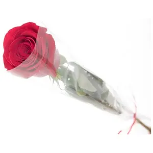 Rosa roja de tallo sin espinas, VIVEROS.