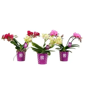Orquídea phalaenopsis 2 tallos maceta colgante 12 cm. Altura 30/40 cm, OZ PLANTEN.
