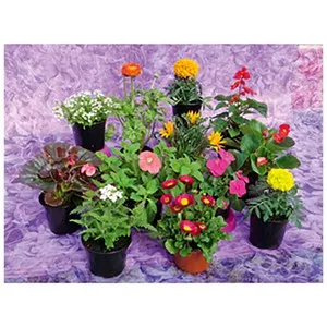 Plantas variadas de Vivero.