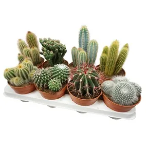 Surtido de cactus y suculentas en maceta de 13 centímetros, VIVEROS.