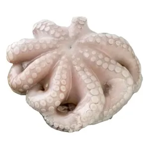 Pulpo entero pequeño crudo