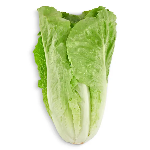 Corazón de lechuga romana unidad 2