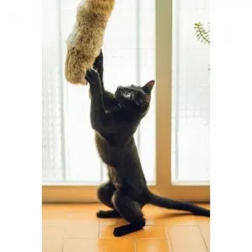 Gloria Cojin de Piel de Conejo Para Gatos 5