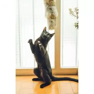 Gloria Cojin de Piel de Conejo Para Gatos 6
