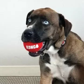 KONG Signature Sport Balls 3