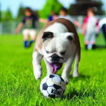 KONG Sport Balls 5