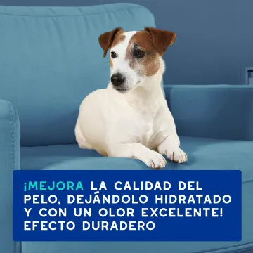Douxo Spa Champú Antiolor para Perros 7