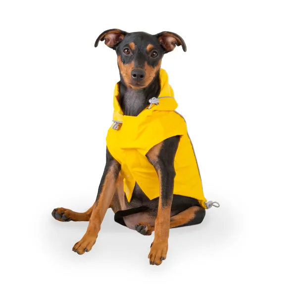 Outech Fisher Impermeable amarillo para perros